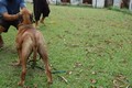 Matriz - Fila Brasileiro Dourado - Canil Singular - Nena